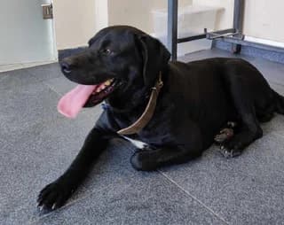 Spyroyla (Σπυρούλα), female 3yo Mixed Breed for adoption at Dogs Voice, Athens