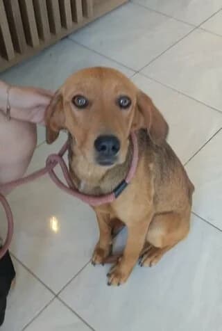 Beauty, Mixed Breed (Dogs Voice)
