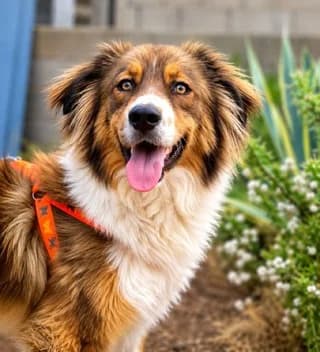 Tao, male young Mixed Breed for adoption at Dogs Voice, Athens