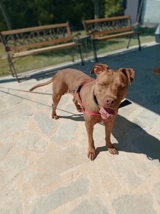 Pablo, male 7yo Mixed Breed for adoption at Dogs Voice, Athens