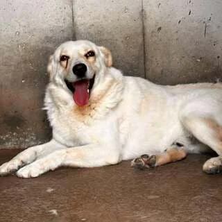 Aris (Αρης), male 3yo Mixed Breed for adoption at Dogs Voice, Athens