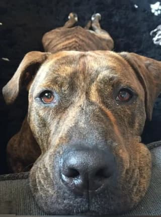 Loykas (Λουκάς), male 3yo Mixed Breed for adoption at Dogs Voice, Athens