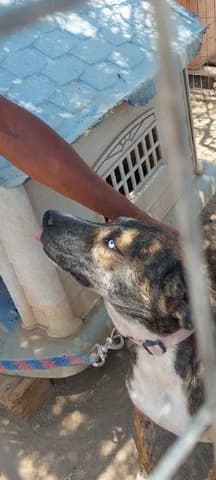 MPOGKART (ΜΠΟΓΚΑΡΤ), male young Mixed Breed for adoption at Dogs Voice, Athens