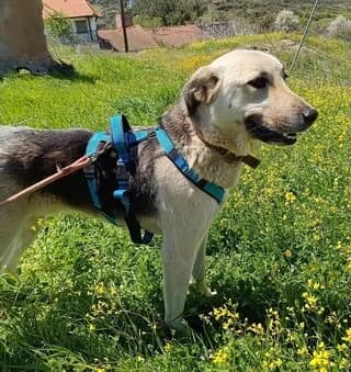 Roynti (Ρούντι), male 3yo Mixed Breed for adoption at Dogs Voice, Athens