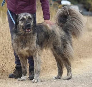 Rena (Ρένα), female 3yo Mixed Breed for adoption at Dogs Voice, Athens