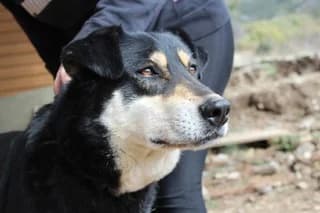 Asteris (Αστέρης), male 7yo Mixed Breed for adoption at Dogs Voice, Athens
