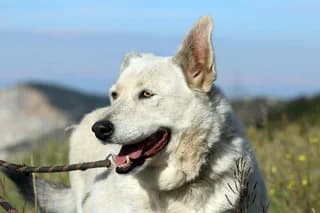 Mplans (Μπλανς), female 7yo Mixed Breed for adoption at Dogs Voice, Athens