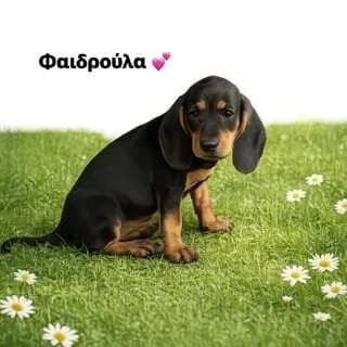 Faidroyls (Φαιδρουλσ),  puppy Mixed Breed for adoption at Dogs Voice, Athens
