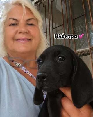 Ilektra (Ηλεκτρα), female puppy Mixed Breed for adoption at Dogs Voice, Athens