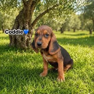 Coddi, male puppy Mixed Breed for adoption at Dogs Voice, Athens