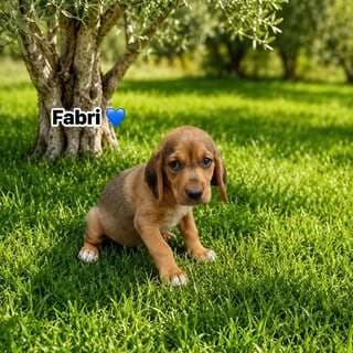 Fabri, male puppy Mixed Breed for adoption at Dogs Voice, Athens