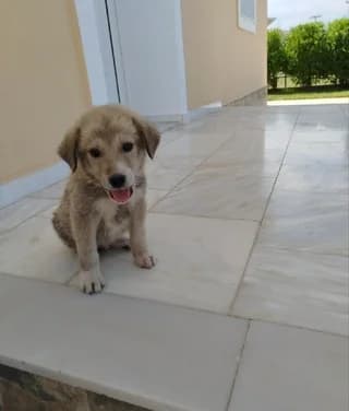 Foivos (Φοίβος), male Mixed Breed for adoption at Dogs Voice, Athens