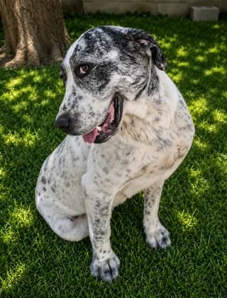 Olympia (Ολυμπία), female 7yo Mixed Breed for adoption at Dogs Voice, Athens