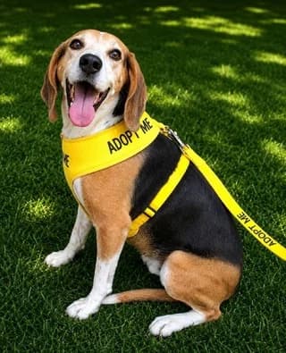 Sally, female 7yo Mixed Breed for adoption at Dogs Voice, Athens