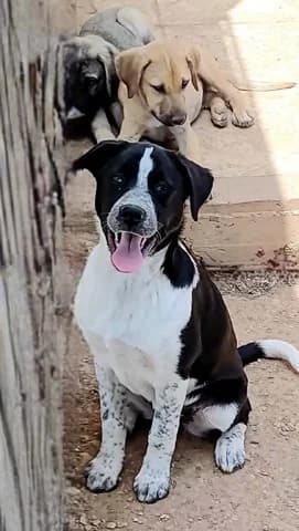 ZINA (ΖΗΝΑ), female puppy Mixed Breed for adoption at Dogs Voice, Athens