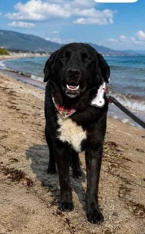 MAX,  young Mixed Breed for adoption at Dogs Voice, Athens