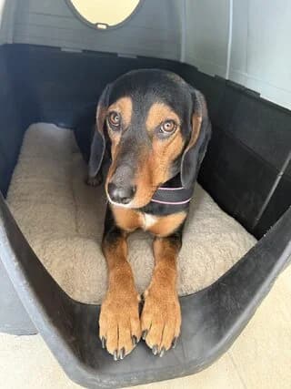 Antigoni (Αντιγόνη), female 3yo Mixed Breed for adoption at Dogs Voice, Athens