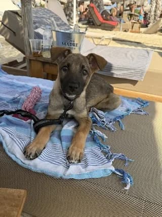 Naila (Ναιλα), female puppy Mixed Breed for adoption at Dogs Voice, Athens