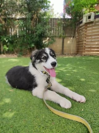 KOYKI, male 3yo Mixed Breed for adoption at Dogs Voice, Athens
