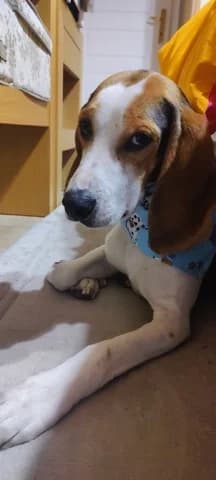 MILTOS (ΜΙΛΤΟΣ), male 7yo Mixed Breed for adoption at Dogs Voice, Athens