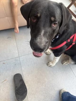 Pikis (Πίκης), male puppy Mixed Breed for adoption at Dogs Voice, Athens