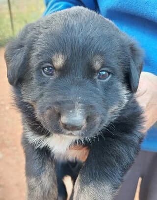 FOIVOS (ΦΟΙΒΟΣ), male puppy Mixed Breed for adoption at Dogs Voice, Athens