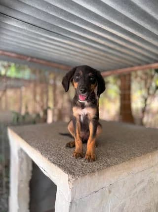 Sara (Σάρα), female puppy Mixed Breed for adoption at Dogs Voice, Athens