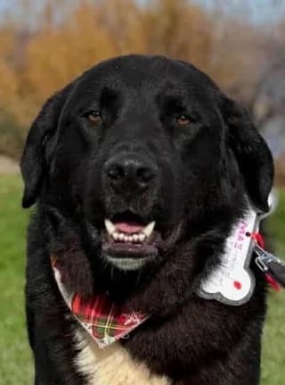MAX (ΜΑΞ), Mixed Breed (Dogs Voice)