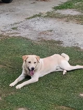 Max, male puppy Mixed Breed for adoption at Dogs Voice, Athens