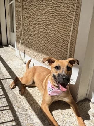Kaska, female puppy Mixed Breed for adoption at Dogs Voice, Athens