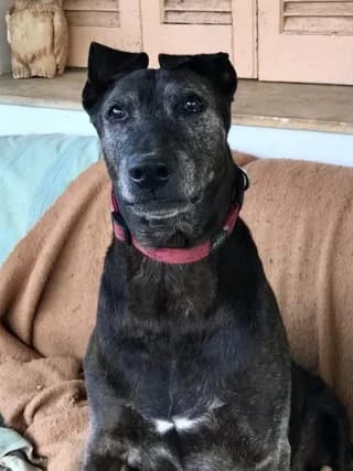 Dixon, male 7yo Mixed Breed for adoption at Dogs Voice, Athens
