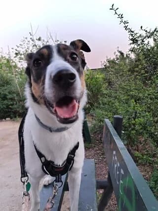 Άria (Άρια), Mixed Breed (Dogs Voice)