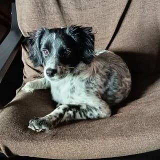Luna, female puppy Mixed Breed for adoption at Dogs Voice, Athens
