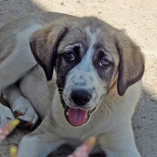 BRUNO, male puppy Mixed Breed for adoption at Dogs Voice, Athens