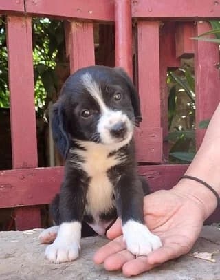 Loykis (Λουκής), male puppy Mixed Breed for adoption at Dogs Voice, Athens
