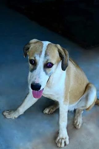 PRΊGKIPAS tyflo (ΠΡΊΓΚΙΠΑΣ τυφλό), male puppy Mixed Breed for adoption at Dogs Voice, Athens
