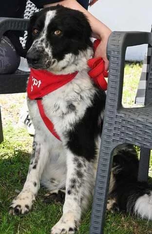 EDY, Mixed Breed (Dogs Voice)