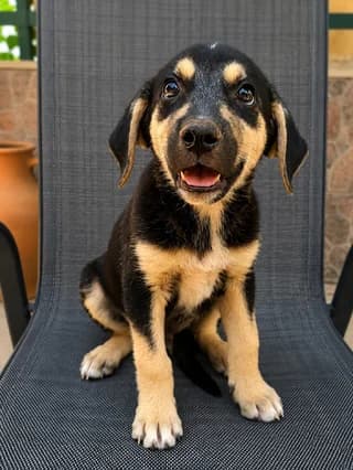 Roky (Ρόκυ), male puppy Mixed Breed for adoption at Dogs Voice, Athens