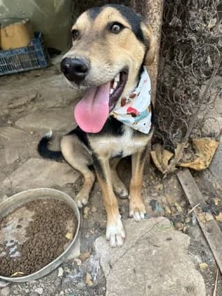 Mark, male puppy Mixed Breed for adoption at Dogs Voice, Athens