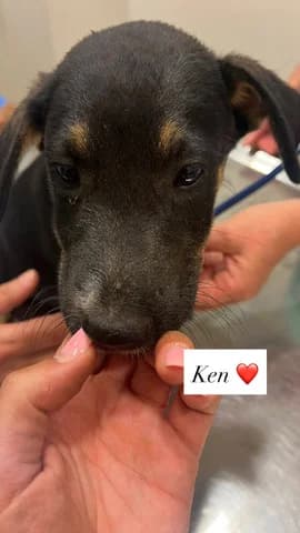 Ken, male Mixed Breed for adoption at Dogs Voice, Athens