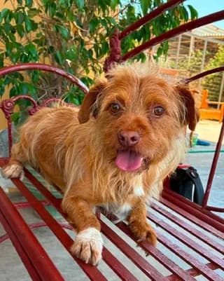 Sakis (Σάκης), male 7yo Mixed Breed for adoption at Dogs Voice, Athens