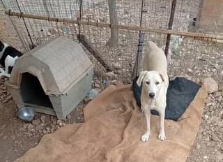 Perla (Πέρλα), female puppy Mixed Breed for adoption at Dogs Voice, Athens