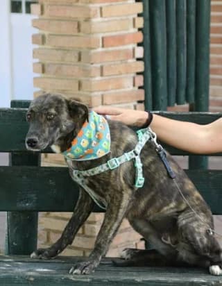 Soragia (Σοραγια), female puppy Mixed Breed for adoption at Dogs Voice, Athens
