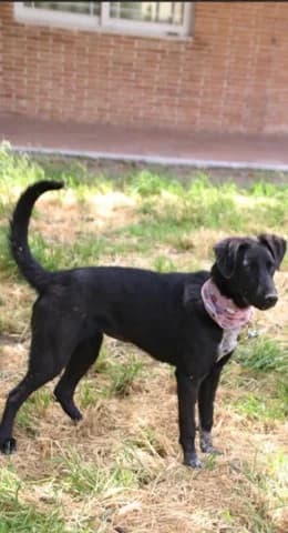 Paloma (Παλομα), Mixed Breed (Dogs Voice)