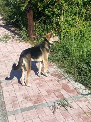 Oliver (Ολιβερ), male puppy Mixed Breed for adoption at Dogs Voice, Athens