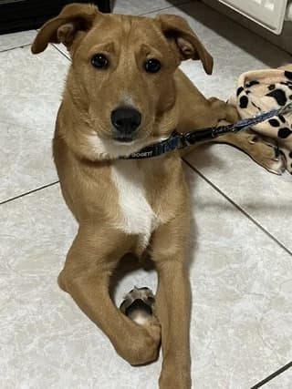 Atlas (Ατλας), male 3yo Mixed Breed for adoption at Dogs Voice, Athens