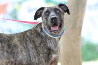Antel (Αντέλ), female 7yo Mixed Breed for adoption at Dogs Voice, Athens