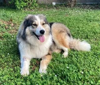 Zoi (Ζωή), female 3yo Mixed Breed for adoption at Dogs Voice, Athens