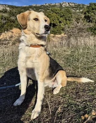 Sakira (Σακίρα), female 3yo Mixed Breed for adoption at Dogs Voice, Athens
