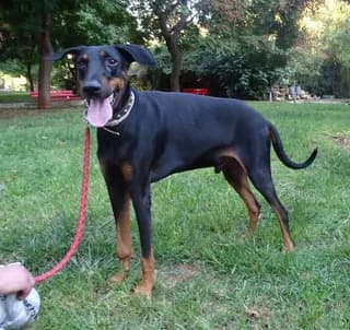 Ntoper (Ντόπερ), male Mixed Breed for adoption at Dogs Voice, Athens